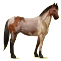 Cheval de selle Paint Horse Pie Tobiano Palomino