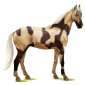 Cheval de selle Anglo-Arabe Alezan