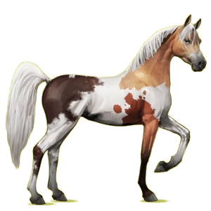 Cheval de selle Arabe Gris Souris