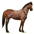 Cheval de selle Paint Horse Pie Tobiano Bai Cerise