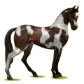 Cheval de selle Marwari Bai Cerise