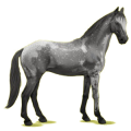 Pégase de selle Anglo-Arabe Gris Pommelé