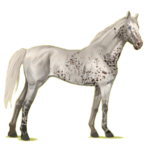 Cheval de selle Pur-Sang Anglais Alezan
