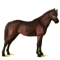 Poney Français de Selle Pie Tobiano Alezan