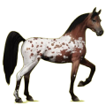 Cheval de selle Arabe Rouan
