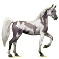 Cheval de selle Arabe Gris Clair