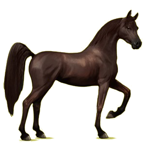 Cheval de selle Arabe Gris Pommelé