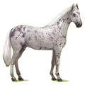 Cheval de selle Hanovrien Gris Clair