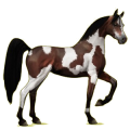 Cheval de selle Arabe Bai Brûlé