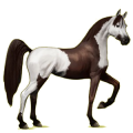 Cheval de selle Arabe Bai Cerise