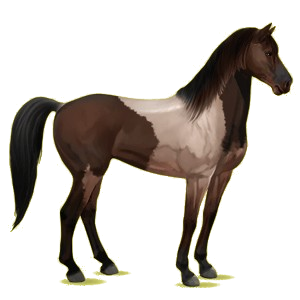 Cheval de selle Mustang Rouan
