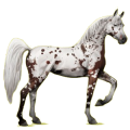 Cheval de selle Arabe Gris Clair
