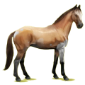 Cheval de selle Oldenbourg Bai