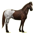 Pégase de selle Paint Horse Pie Overo Noir