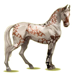 Cheval de selle Marwari Noir
