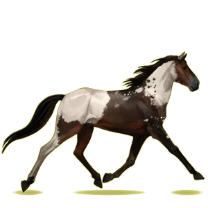 Cheval de selle Trotteur Français Bai Brûlé