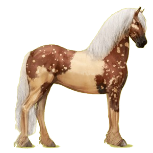 Cheval de selle Frison Noir