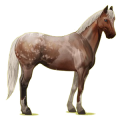 Cheval de selle Quarter Horse Alezan