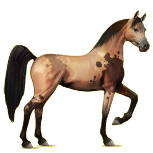 Cheval de selle Arabe Bai Cerise