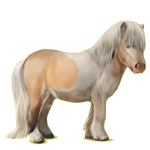 Poney Shetland Bai