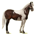 Cheval de selle Paint Horse Pie Tobiano Bai Brûlé