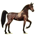 Cheval de selle Arabe Gris Clair
