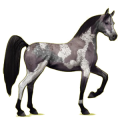 Pégase de selle Arabe Gris Clair