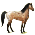 Cheval de selle Mustang Isabelle