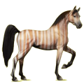 Cheval de selle Arabe Gris Pommelé