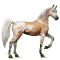 Cheval de selle Arabe Gris Clair
