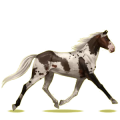 Cheval de selle Bai Brûlé
