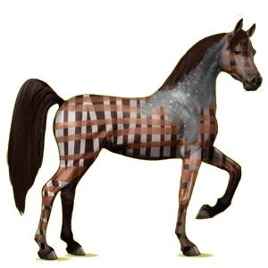 Cheval de selle Arabe Gris Pommelé