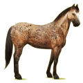Cheval de selle Appaloosa Spotted Bai