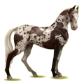 Cheval de selle Marwari Gris Clair