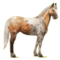 Cheval de selle Paint Horse Pie Tobiano Alezan