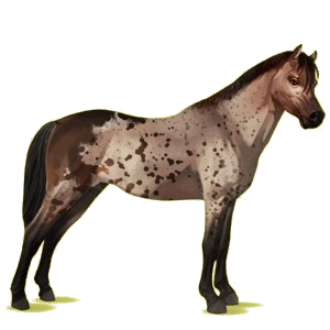 Poney pégase Français de Selle Rouan