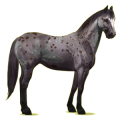 Cheval de selle Appaloosa Spotted Bai
