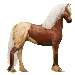 Cheval de selle Frison Noir