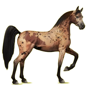 Cheval de selle Arabe Gris Pommelé