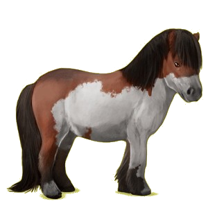 Poney Shetland Bai Cerise
