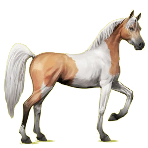 Cheval de selle Arabe Alezan Brûlé Crins Lavés