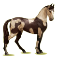 Cheval de selle Marwari Bai Cerise