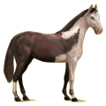 Cheval de selle Hanovrien Gris Pommelé
