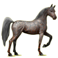 Cheval de selle Arabe Bai