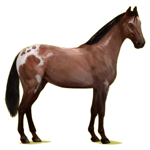 Cheval de selle Hanovrien Bai