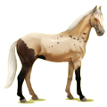 Cheval de selle Anglo-Arabe Alezan