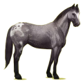 Cheval de selle Appaloosa Blanket Alezan