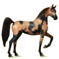 Cheval de selle Arabe Bai