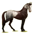 Cheval de selle Marwari Alezan Brûlé