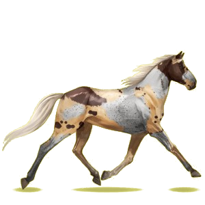 Cheval de selle Trotteur Français Bai